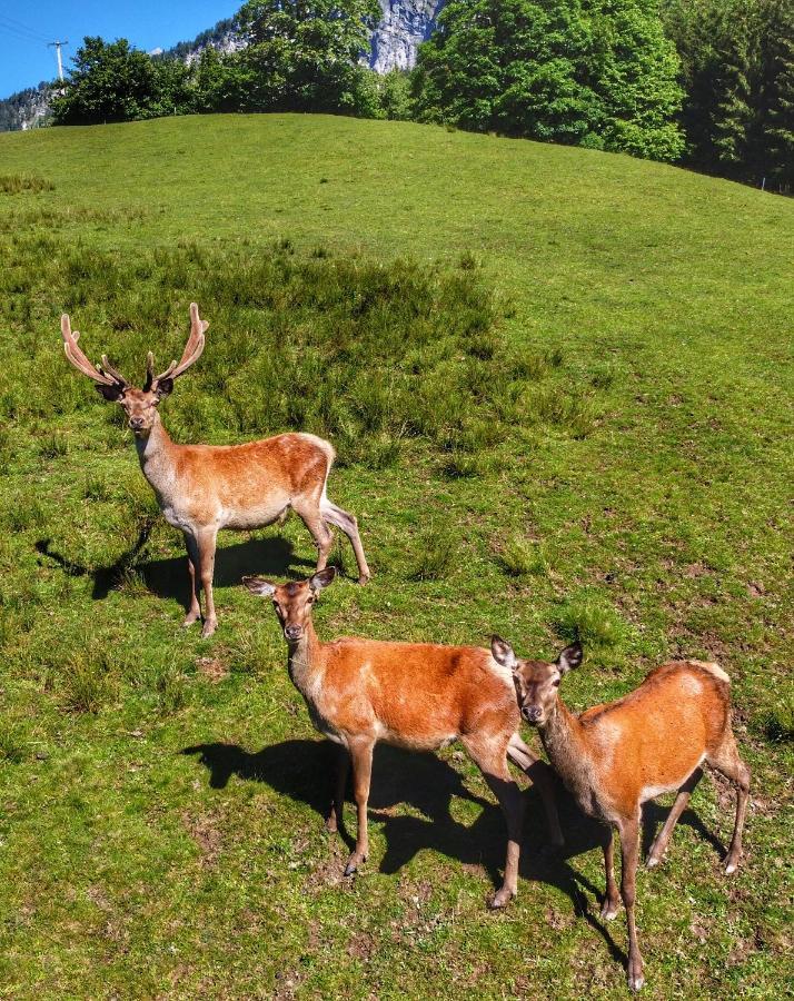 Berghof Haselsberger Hotel Sankt Johann in Tirol Kültér fotó