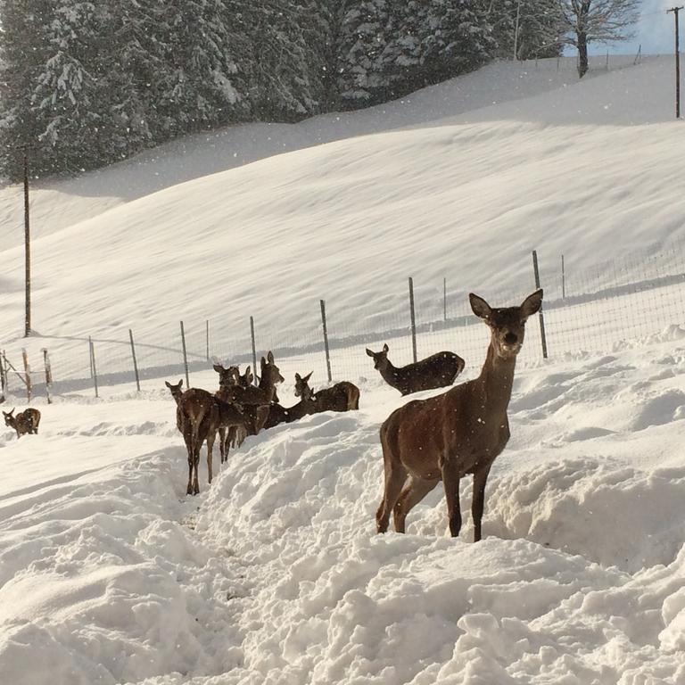 Berghof Haselsberger Hotel Sankt Johann in Tirol Kültér fotó