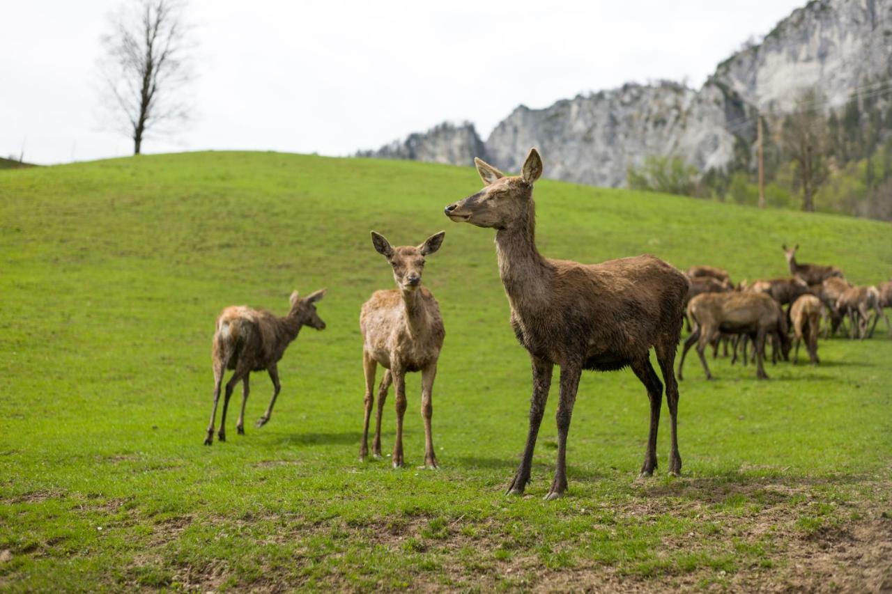 Berghof Haselsberger Hotel Sankt Johann in Tirol Kültér fotó